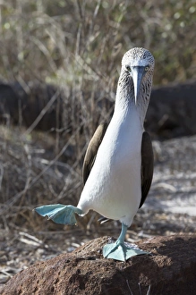 Central America Prints: South America, Ecuador, Galapagos Islands, North Seymour Island, blue-footed booby
