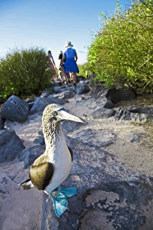 South America, Ecuador, Galapagos Islands, a blue-footed boobie (Sula nebouxi) with
