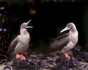 Images Dated 13th August 2007: South America, Ecuador, Galapagos Islands. Detail of red-footed boobies on lava rocks
