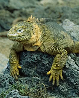 Images Dated 13th August 2007: South America, Ecuador, Galapagos Islands. Detail of land iguana on volcanic rock