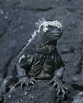 Images Dated 13th August 2007: South America, Ecuador, Galapagos Islands. Detail of marine iguana on volcanic rock