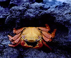 Images Dated 13th August 2007: South America, Ecuador, Galapagos Islands. Detail of Sally lightfoot crab on black lava