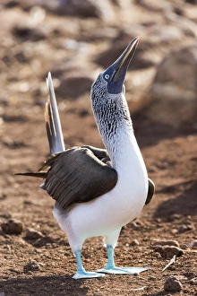Central America Prints: South America, Ecuador, Galapagos Islands, North Seymour Island, blue-footed booby