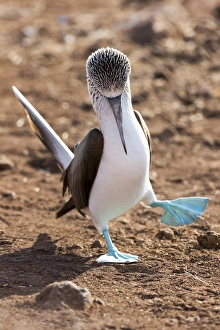 Central America Prints: South America, Ecuador, Galapagos Islands, North Seymour Island, blue-footed booby