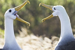 Central America Prints: South America, Ecuador, Galapagos Islands, Espanola, Punta Suarez, waved albatross