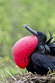 Central America Gallery: Ecuador Collection
