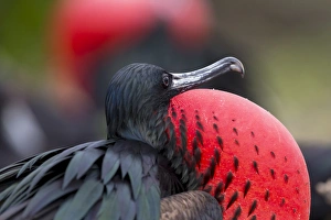 Central America Prints: South America, Ecuador, Galapagos Islands, Genovesa, Darwin Bay Beach, great frigatebird
