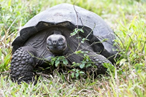 Central America Prints: South America, Ecuador, Galapagos Islands, Santa Cruz Highlands, Galapagos giant tortoise