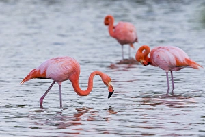 Central America Prints: South America, Ecuador, Galapagos Islands, Floreana, Punta Cormoran, greater flamingo