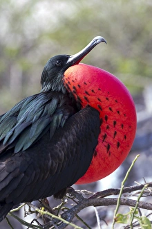 Central America Prints: South America, Ecuador, Galapagos Islands, Genovesa, Darwin Bay Beach, great frigatebird