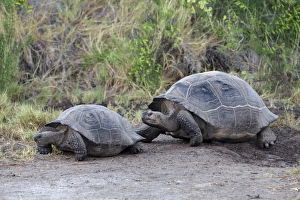 Central America Prints: South America, Ecuador, Galapagos Islands, Isabela, Urvina Bay, Galapagos giant tortoise