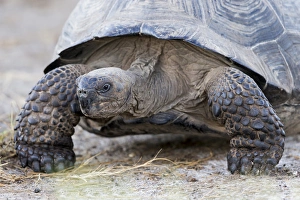 Central America Prints: South America, Ecuador, Galapagos Islands, Isabela, Urvina Bay, Galapagos giant tortoise