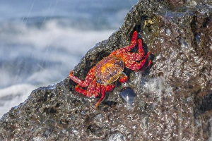 Central America Prints: South America, Ecuador, Galapagos Islands, Isabela, Urvina Bay, Sally Lightfoot crab