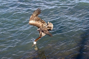 Images Dated 25th July 2008: South America, Ecuador, Galapagos Islands