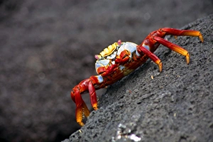 Images Dated 8th October 2007: South America, Ecuador, Galapagos Islands. The colorful sally Lightfoot Crab of