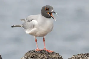 South America, Ecuador, Galapagos National Park. Swallow-tailed gull panting to stay cool