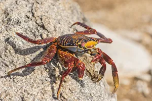 Images Dated 18th March 2017: South America, Ecuador, Galapagos National Park. Close-up of Sally lightfoot crab