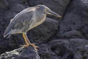 South America, Ecuador, Galapagos National Park