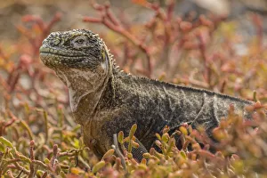 Images Dated 20th March 2017: South America, Ecuador, Galapagos National Park. Land iguana in red portulaca plants