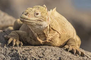 Images Dated 18th March 2017: South America, Ecuador, Galapagos National Park. Land iguana close-up. Credit as