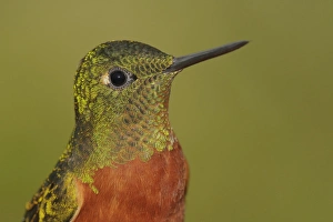 Lodge Prints: South America, Ecuador, Guango Lodge. Portrait of chestnut-breasted coronet bird