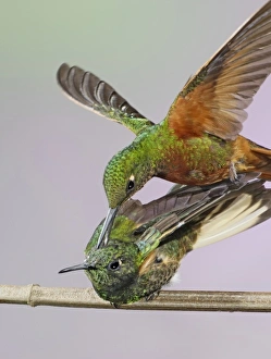 South America, Ecuador, Guango Lodge. Chestnut-breasted coronet biting the head of