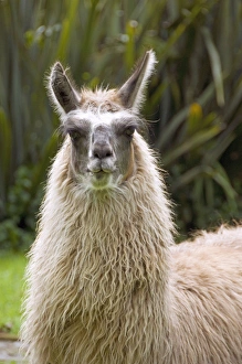Images Dated 28th February 2009: South America, Ecuador. Highland town of Otavalo