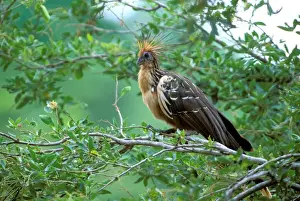 South America, Ecuador, Hoatzin (Opisthocomus hoazin)