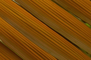 Images Dated 16th June 2005: South America, Ecuador, lowland of Western Ecuador, palm leaf, detail