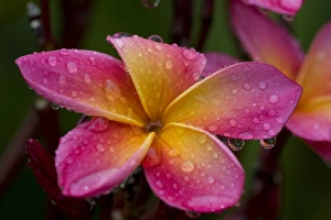 Images Dated 9th November 2006: South America, Ecuador, Napo Wildlife Center. Close-up of plumeria flower