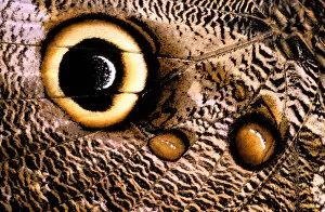 South America, Ecuador. Owl butterfly wing (Caligo sp)