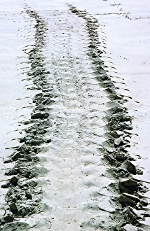 Images Dated 12th December 2006: South America, Ecuador, Pacific Ocean, Galapagos Islands. Tracks of a Pacific green turtle