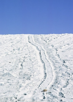 Images Dated 12th December 2006: South America, Ecuador, Pacific Ocean, Galapagos Islands. Tracks of a Pacific green turtle