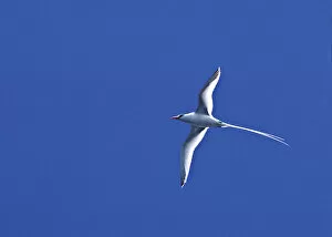 Images Dated 12th December 2006: South America, Ecuador, Pacific Ocean, Galapagos Islands. Red-billed Tropicbird