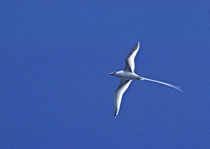 Images Dated 12th December 2006: South America, Ecuador, Pacific Ocean, Galapagos Islands. Red-billed Tropicbird