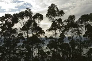 Images Dated 3rd April 2007: South America, Ecuador, Pichincha province, Quito. Eucalyptus trees