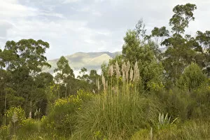 Images Dated 3rd April 2007: South America, Ecuador, Pichincha province, Quito. Eucalyptus trees and grasses with