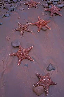 Images Dated 23rd February 2006: South America, Ecudador, Galapagos Islands, Rabida Island. Sea stars on red sand beach