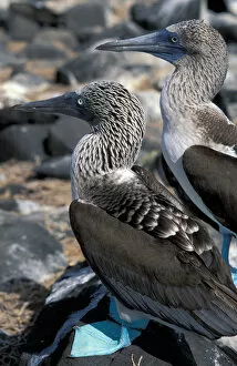 Images Dated 23rd February 2006: South America, Ecudador, Galapagos Islands. Blue Footed Boobies (Sula nebouxii)