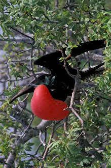 Images Dated 23rd February 2006: South America, Ecudador, Galapagos Islands. Great Frigatebird (Fregata minor) male