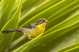 South America, Equador, Nono. Rufous-naped bush-finch