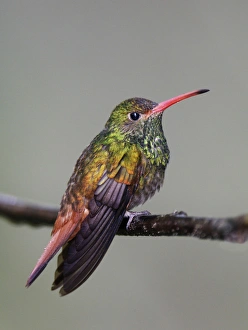 Rainy Prints: South America, Equador, Tandayapa Bird Lodge