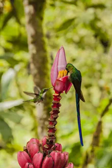 South America, Equador, Tandayapa Bird Lodge. Hummingbirds on banana flower. Credit as