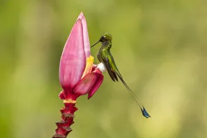 Images Dated 15th March 2017: South America, Equador, Tandayapa Bird Lodge. Booted racket-tail feeding on flower