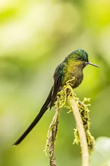 South America, Equador, Tandayapa Bird Lodge. Violet-tailed sylph on limb. Credit as