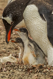 Images Dated 22nd December 2014: South America, Falkland Islands, Saunders Island. Gentoo penguin adult with chicks