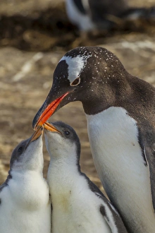 Images Dated 24th December 2014: South America, Falkland Islands, Sea Lion Island. Gentoo penguin adult and chicks