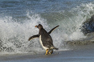 Images Dated 23rd December 2014: South America, Falkland Islands, Sea Lion Island. Gentoo penguin and wave. Credit as