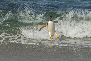 Images Dated 23rd December 2014: South America, Falkland Islands, Sea Lion Island. Gentoo penguin surfing on shore