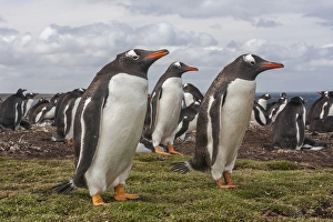 Images Dated 18th December 2014: South America, Falkland Islands, Bleaker Island. Gentoo penguin colony. Credit as